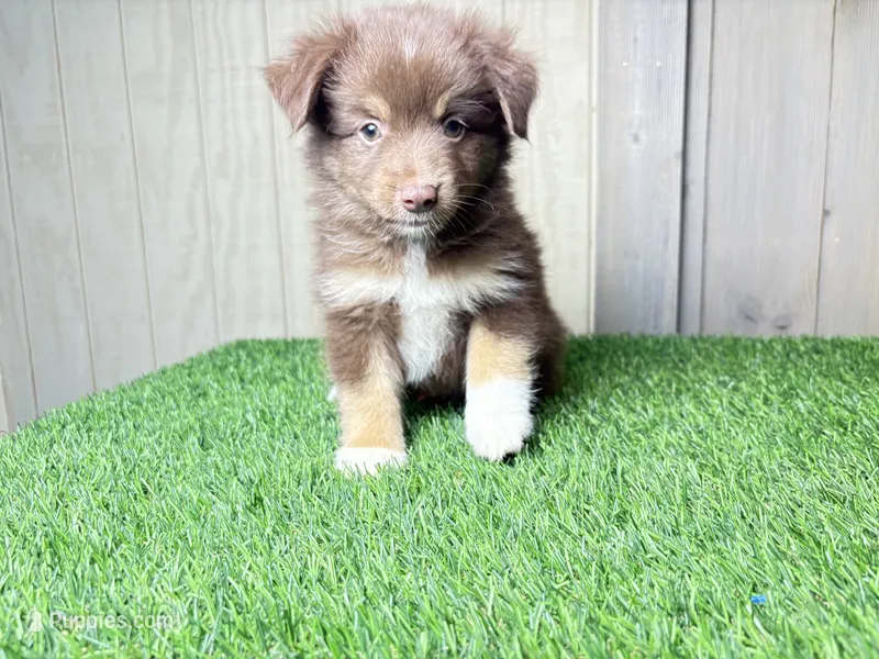 Hendrix – Miniature Australian Shepherd puppy for sale in Leo, IN