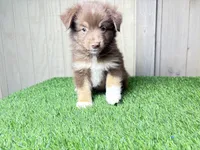 Hendrix, a male Miniature Australian Shepherd for sale in Leo, IN – 1 of 3
