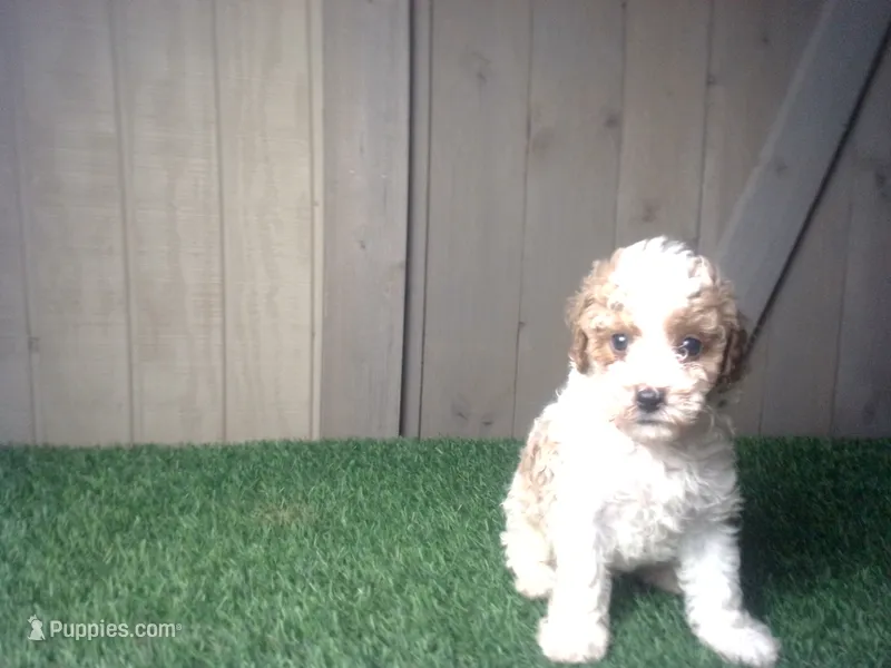 Ryder – Cavapoo puppy for sale in Leo, IN