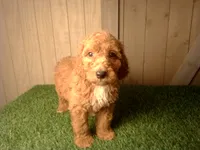 Mateo, a male Goldendoodle for sale in Leo, IN – 4 of 7