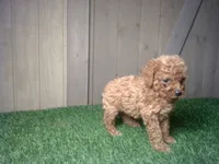 Riley, a female Cavapoo for sale in Leo, IN – 2 of 5