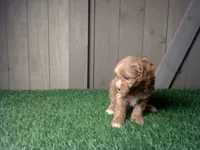 Raven, a female Cavapoo for sale in Leo, IN – 2 of 5