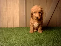 Milo, a male Goldendoodle for sale in Leo, IN – 3 of 7