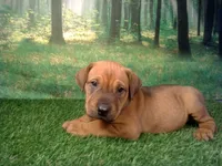 Jewel, a female German Shepherd Dog and Labrador Retriever for sale in Leo, IN – 3 of 5