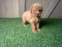 Riley, a female Cavapoo for sale in Leo, IN – 4 of 5