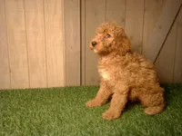 Moe, a male Goldendoodle for sale in Leo, IN – 3 of 6