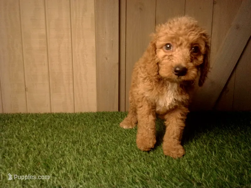 Miles – Goldendoodle puppy for sale in Leo, IN