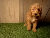 Miles, a male Goldendoodle for sale in Leo, IN – 1 of 4