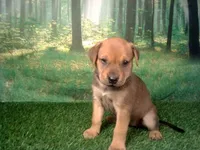 Jade, a female German Shepherd Dog and Labrador Retriever for sale in Leo, IN – 2 of 4