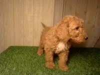Mateo, a male Goldendoodle for sale in Leo, IN – 2 of 7