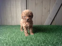 Riley, a female Cavapoo for sale in Leo, IN – 5 of 5