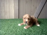 Ranger, a male Cavapoo for sale in Leo, IN – 5 of 5