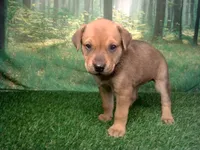 Jade, a female German Shepherd Dog and Labrador Retriever for sale in Leo, IN – 3 of 4