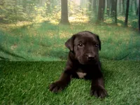 Jett, a male German Shepherd Dog and Labrador Retriever for sale in Leo, IN – 4 of 5