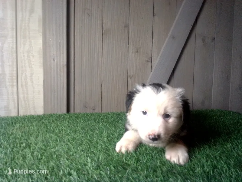 Ranger – Australian Shepherd puppy for sale in Leo, IN