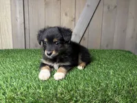 Hunter, a male Miniature Australian Shepherd for sale in Leo, IN – 3 of 4