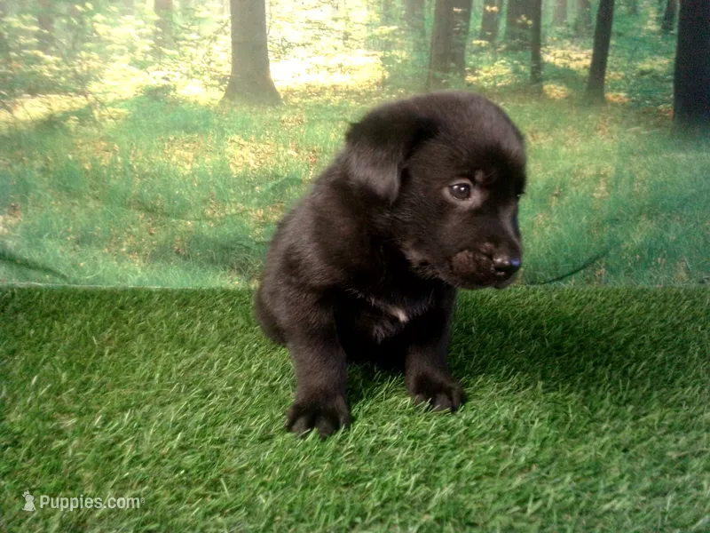 Jasper – German Shepherd Dog, Labrador Retriever puppy for sale in Leo, IN