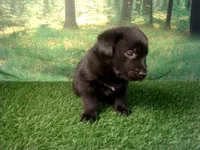 Jasper, a male German Shepherd Dog and Labrador Retriever for sale in Leo, IN – 1 of 5