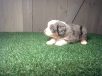Rosie , a female Australian Shepherd for sale in Leo, IN – 3 of 7