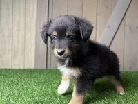 Hank, a male Miniature Australian Shepherd for sale in Leo, IN – 2 of 5