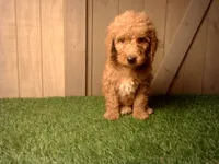 Milo, a male Goldendoodle for sale in Leo, IN – 2 of 7