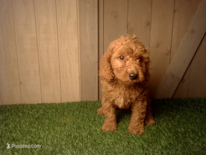 Murphy – Goldendoodle puppy for sale in Leo, IN