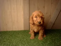 Murphy, a male Goldendoodle for sale in Leo, IN – 1 of 7