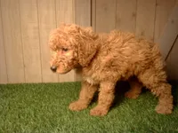 Moe, a male Goldendoodle for sale in Leo, IN – 4 of 6