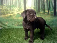 Jace, a male German Shepherd Dog and Labrador Retriever for sale in Leo, IN – 6 of 6