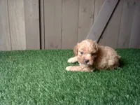 Rosie, a female Cavapoo for sale in Leo, IN – 3 of 4