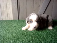Ryder, a male Australian Shepherd for sale in Leo, IN – 2 of 4