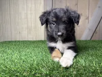 Holly, a female Miniature Australian Shepherd for sale in Leo, IN – 4 of 4