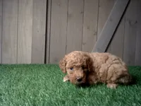 Ruby, a female Cavapoo for sale in Leo, IN – 4 of 5