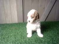 Ryder, a male Cavapoo for sale in Leo, IN – 9 of 9