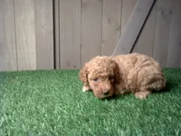 Ruby, a female Cavapoo for sale in Leo, IN – 5 of 5