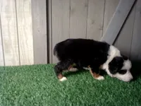 Ruby, a female Australian Shepherd for sale in Leo, IN – 3 of 5