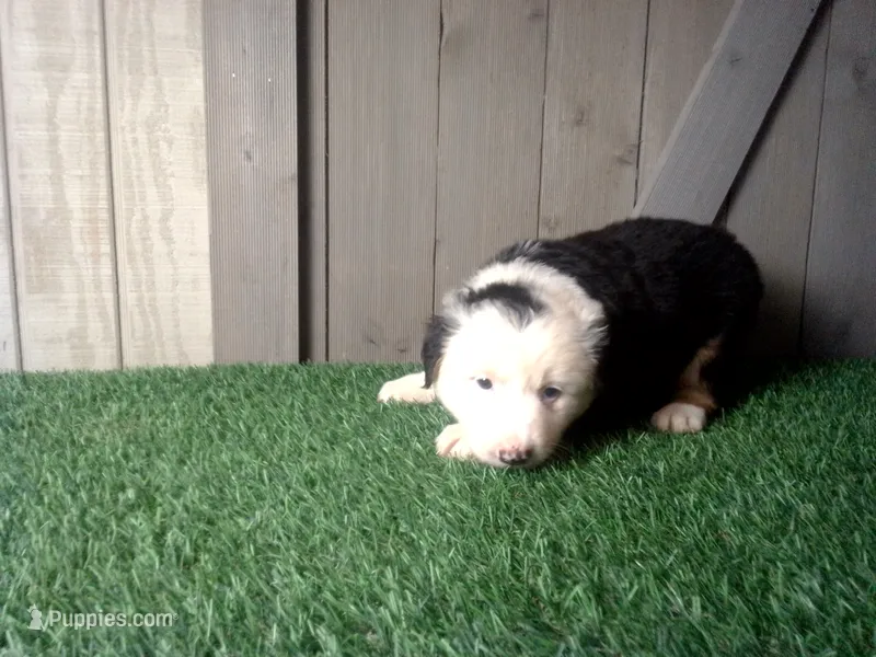 Ranger – Australian Shepherd puppy for sale in Leo, IN