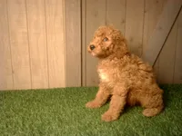 Moe, a male Goldendoodle for sale in Leo, IN – 2 of 6