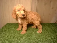Miles, a male Goldendoodle for sale in Leo, IN – 4 of 4