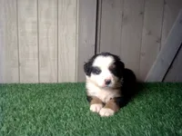 Ruby, a female Australian Shepherd for sale in Leo, IN – 5 of 5