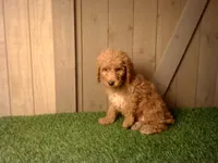 Milo, a male Goldendoodle for sale in Leo, IN – 7 of 7