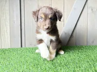 Huck, a male Miniature Australian Shepherd for sale in Leo, IN – 3 of 3