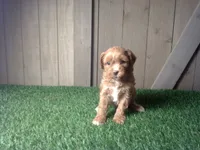 Raven, a female Cavapoo for sale in Leo, IN – 5 of 5