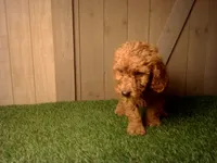Murphy, a male Goldendoodle for sale in Leo, IN – 5 of 7