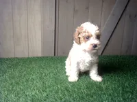 Ryder, a male Cavapoo for sale in Leo, IN – 2 of 9