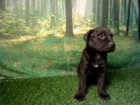 Jace, a male German Shepherd Dog and Labrador Retriever for sale in Leo, IN – 4 of 6