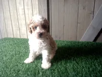 Ryder, a male Cavapoo for sale in Leo, IN – 6 of 9