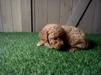 Ruby, a female Cavapoo for sale in Leo, IN – 3 of 5