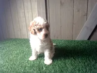 Ryder, a male Cavapoo for sale in Leo, IN – 4 of 9
