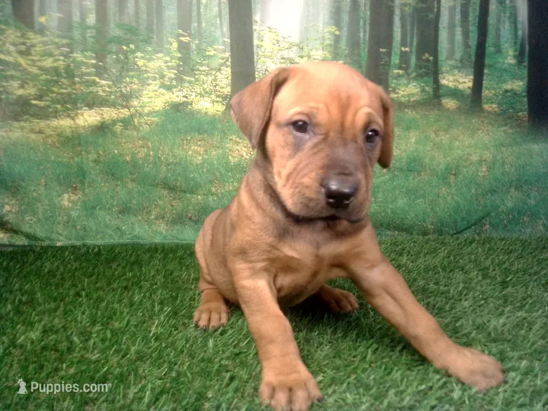 Jewel – German Shepherd Dog, Labrador Retriever puppy for sale in Leo, IN